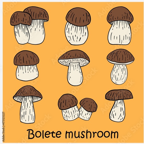 doodle freehand sketch drawing of bolete mushroom collection.