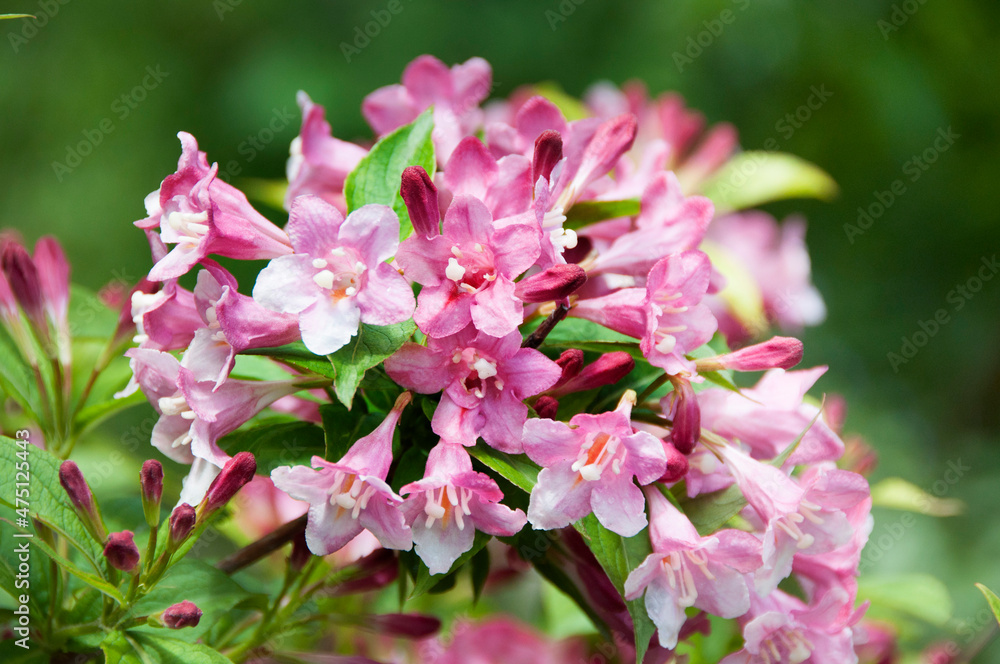 Weigela shrub in bloom, pink flowers on twig