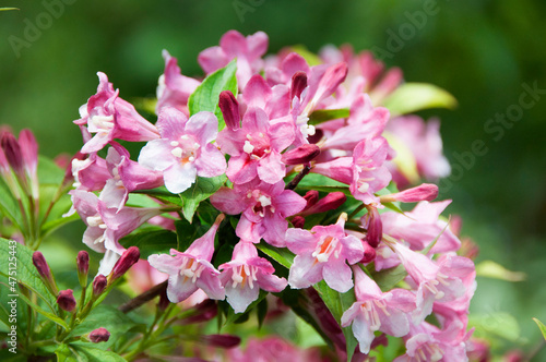 Weigela shrub in bloom, pink flowers on twig