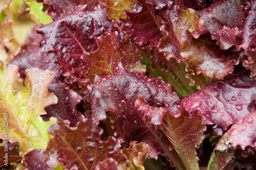 Slika na platnu red leaf lettuce with dew drops, macro