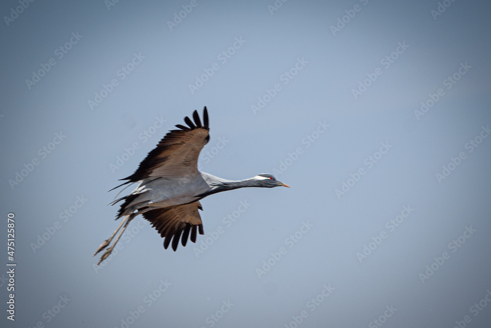 Obraz premium cranes on the shore