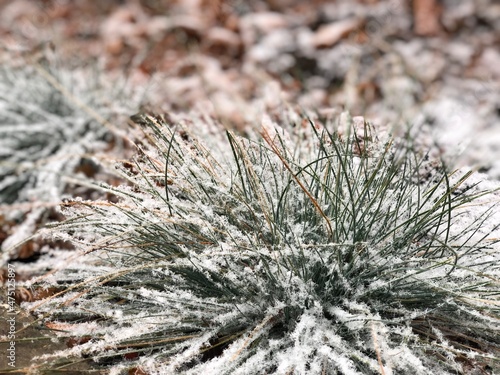 Grass in winter in the snow, plant in the snow