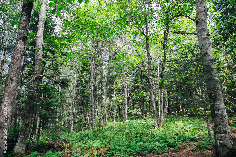 beautiful landscape green forest with trees in summer beautiful landscape green forest with trees in summer