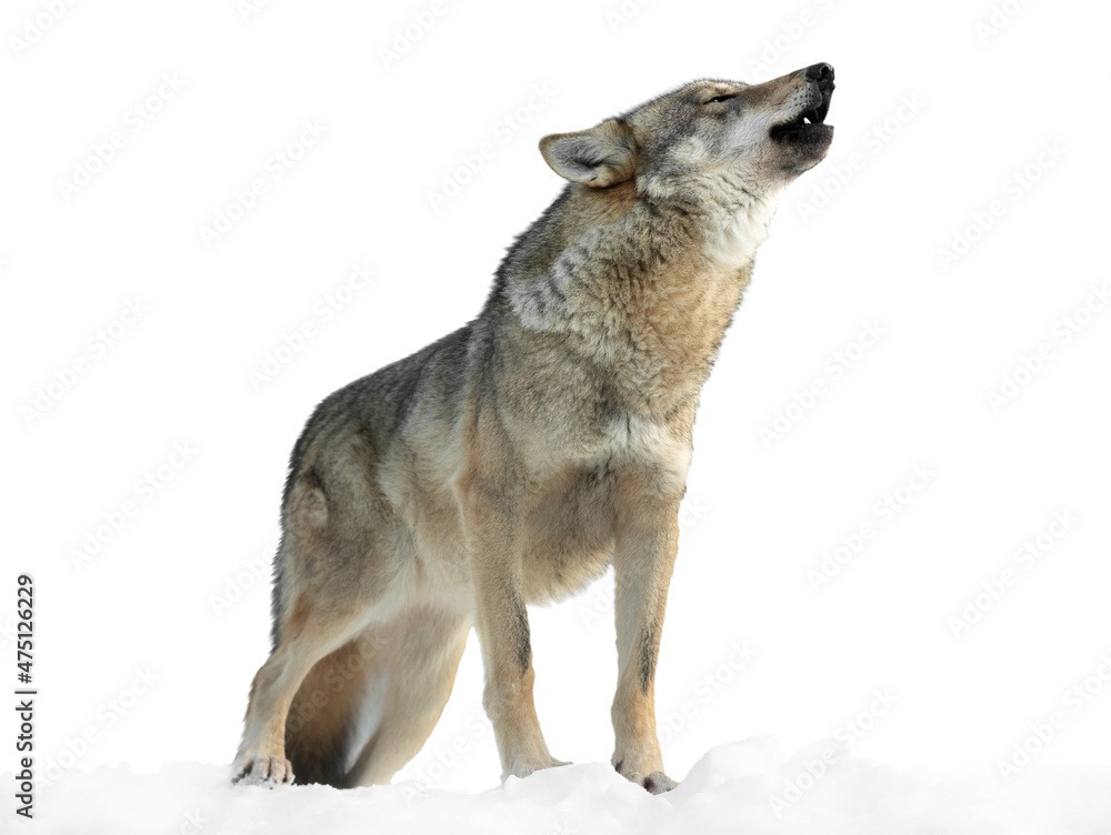 Obraz premium she-wolf howls in winter on snow isolated on white background