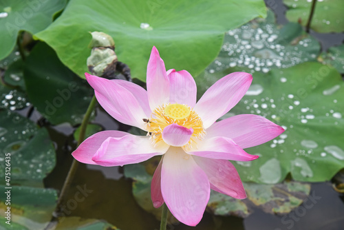 Blooming pink lotus and lotus seed capsule on a background of leaves in a pond