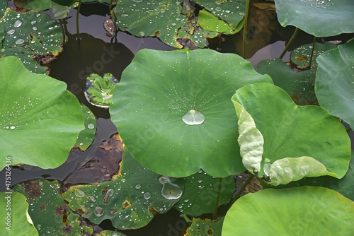 Water drops on lotus leaves in a pond illuminated by the sun