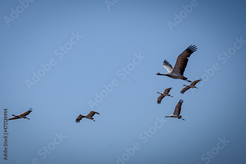 cranes on the shore