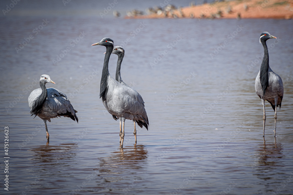 Obraz premium cranes on the shore