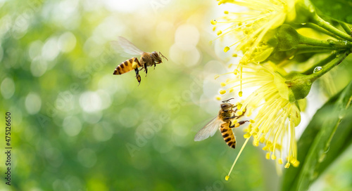 Obraz na płótnie Two Bees collecting pollen at yellow flower over green natural garden Blur background, Bee flying over the yellow flower in blur background