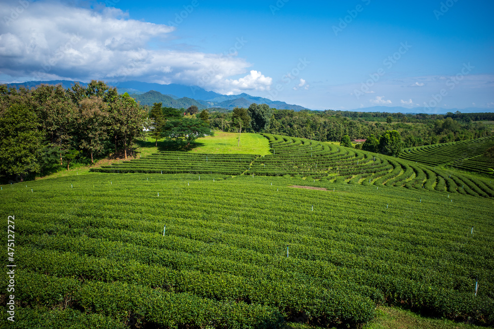 The green filed with a lot of cloudy on Thailand,Chiang rai province