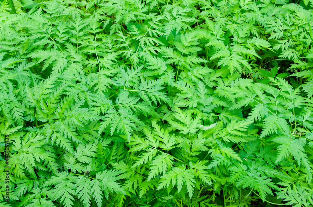 Aegopodium podagraria, ground elder leaves background Aegopodium podagraria, ground elder leaves background