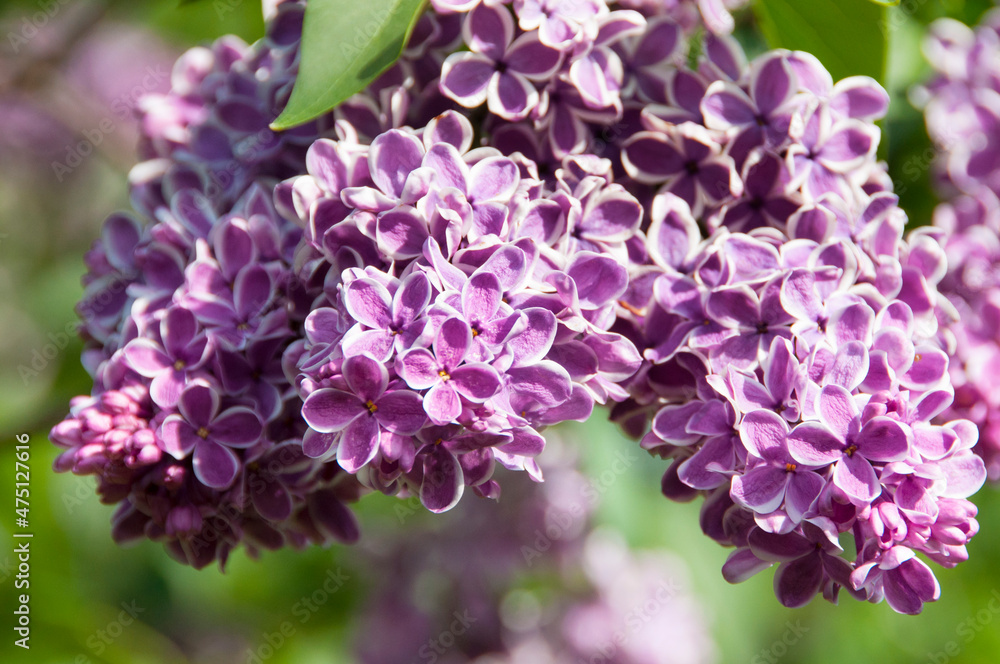 purple lilac flowers with white outline at blur background, macro purple lilac flowers with white outline at blur background, macro