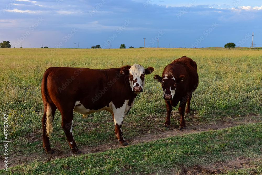 Cattle in pampas countryside, La Pampa, Argentina. Cattle in pampas countryside, La Pampa, Argentina.