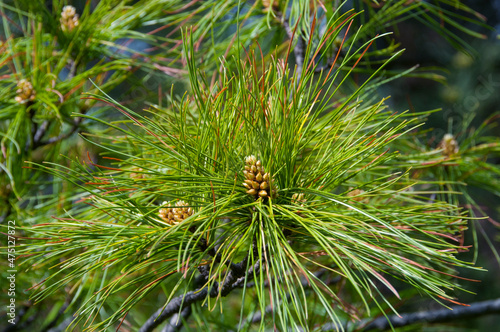 lush pine tree twig with new cones
