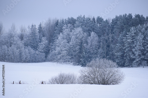  forest in wintertime