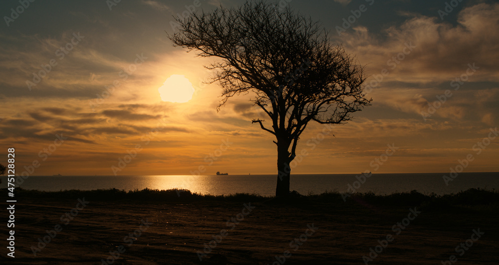Silhouette tree growing at sea coastline at orange sunrise morning sky cloud