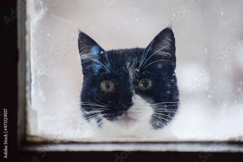 cat outside the window in winter