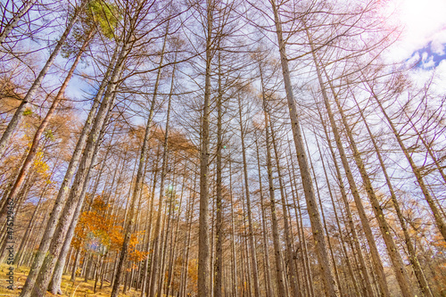 青空と紅葉と葉の落ちた木