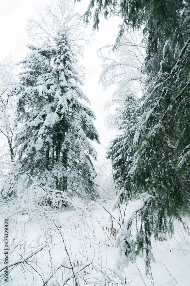 Fototapeta premium snow covered trees in forest 