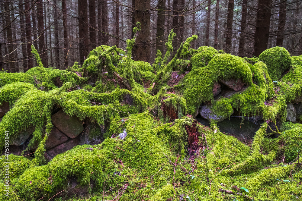 Obraz premium Covered stone wall with green moss in a forest