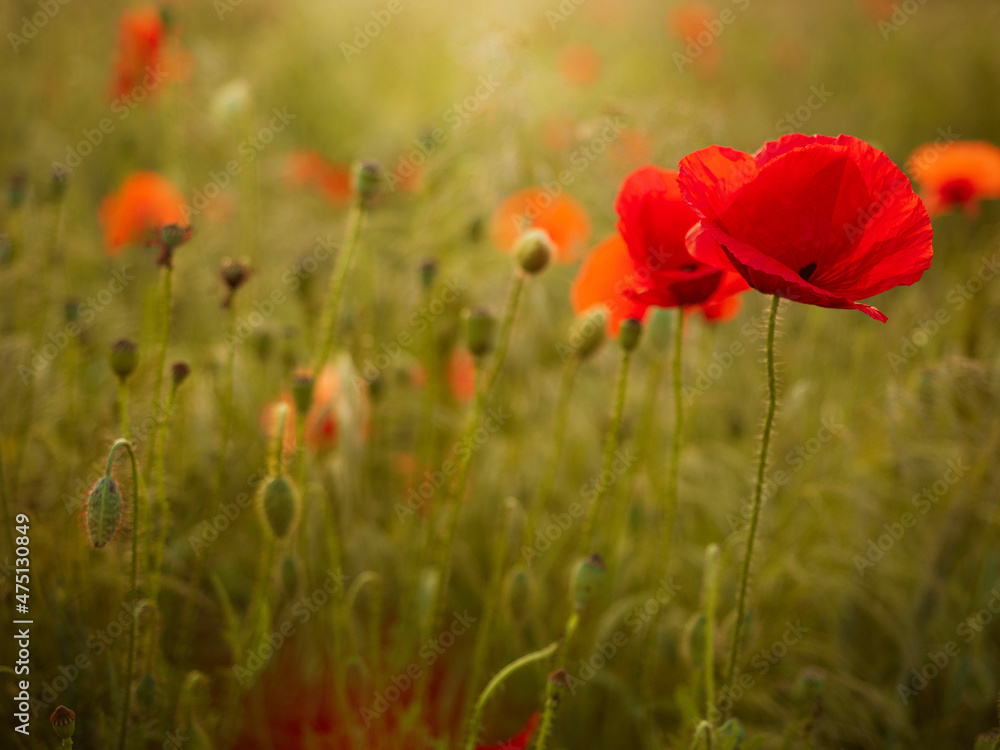 Fototapeta premium Maki