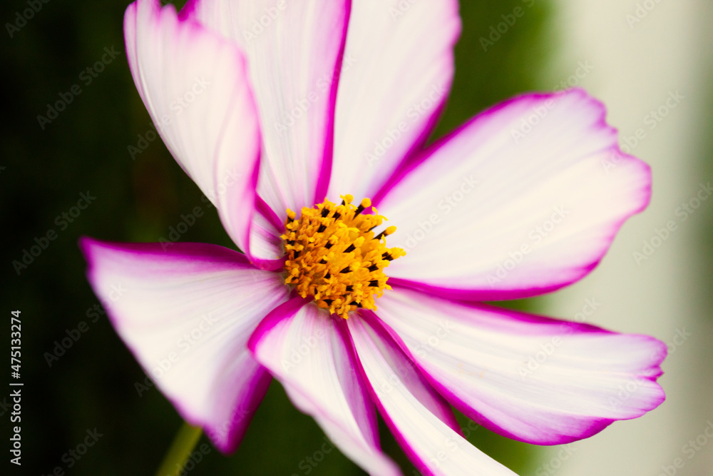Light white and pink flower with yellow stamens on a green blurred background Light white and pink flower with yellow stamens on a green blurred background