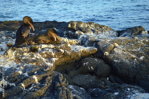 Flightless Cormorant on the nest on Fernandina Island, Galapagos. photo