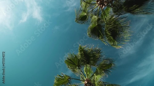 swirling bottom view of blue sky and palms