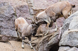 Screw-horned goats on a rock