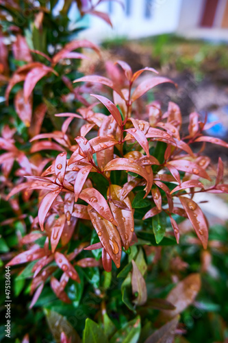 Beautiful Syzygium campanulatum plant growing fresh with raindrops photo