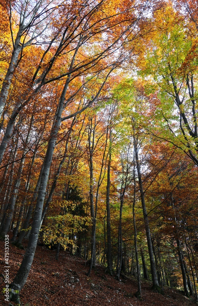Fototapeta premium under the forest with the many colorful leaves with warm autumn colors on the trees