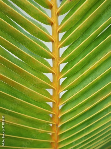 palm leaf background