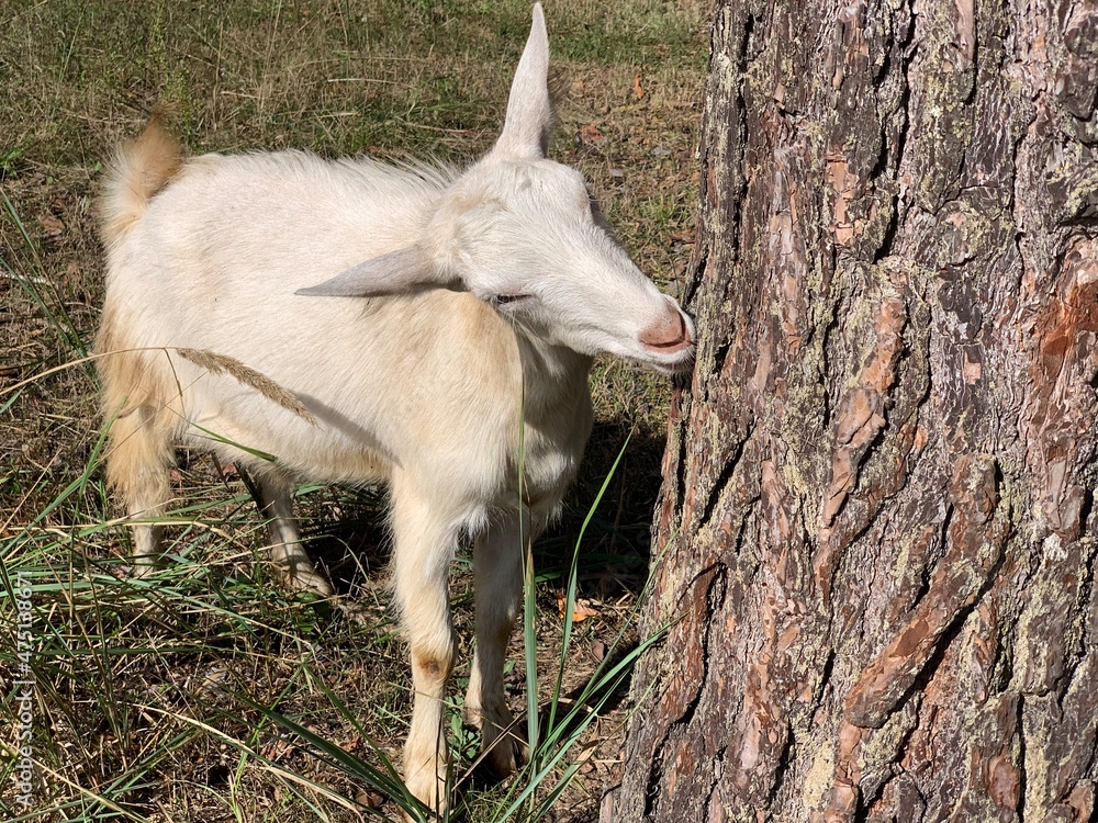 The white goat eats the bark of the tree. The white goat eats the bark of the tree.