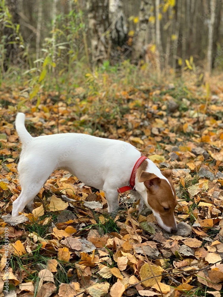 Jack russell terrier dog in the autumn forest. Jack russell terrier dog in the autumn forest.