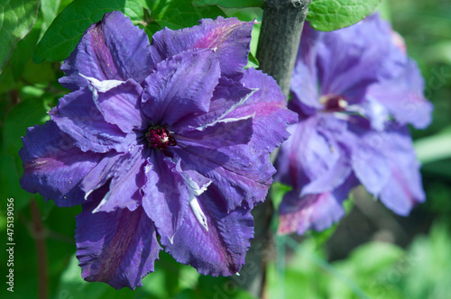 two purple clematis flowers in garden close up