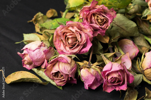 Verbl  hte rosa Rosen vor dunklem Hintergrund. Die Bedeutung dieser Rosen k  nnte eine verlorene  aufgegebene oder beendete Liebe sein.