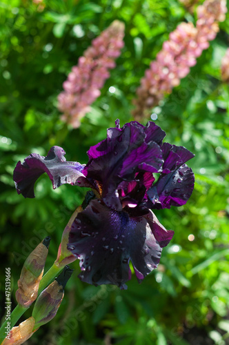 deep purple iris blooming in garden