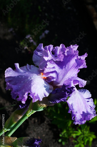 beautiful purple iris at dark background