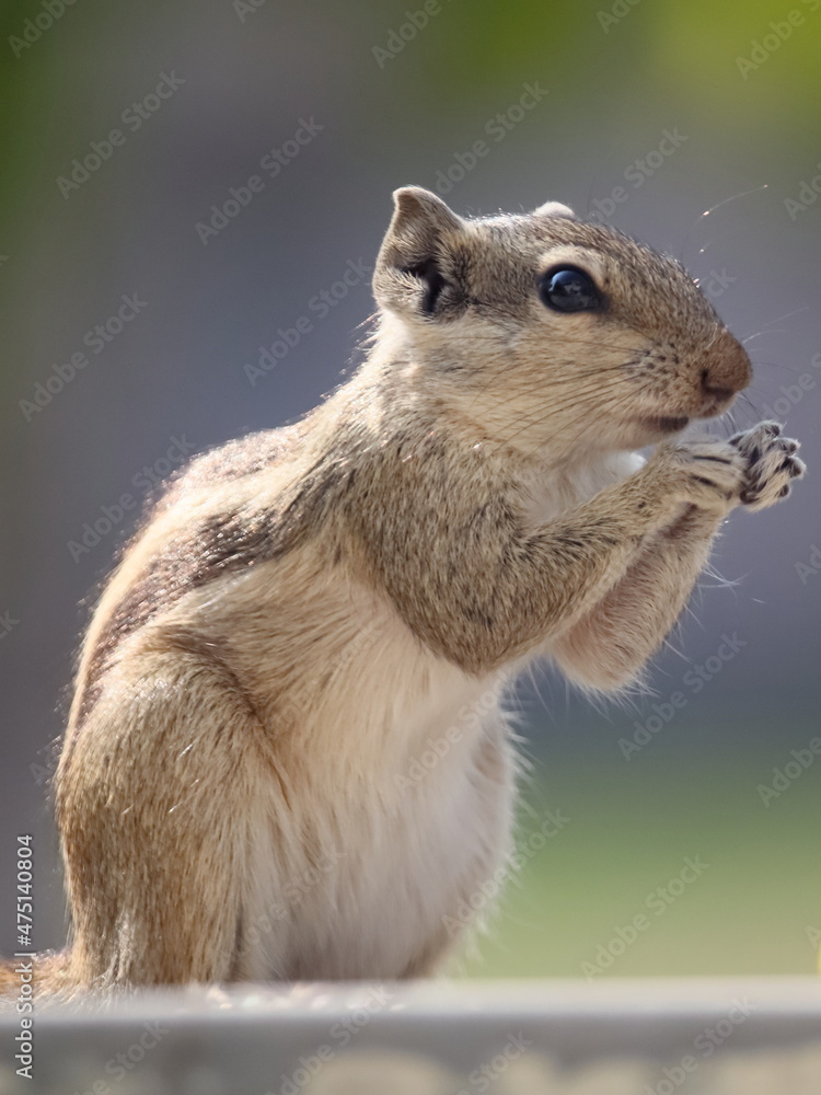 Squirrel eating nut and sitting Squirrel eating nut and sitting