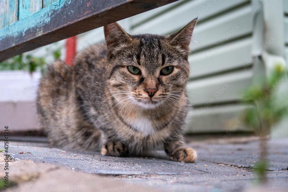 cat in the garden