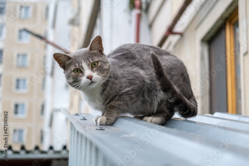 Fototapeta Naklejka Na Ścianę i Meble -  cat in the urban jungle