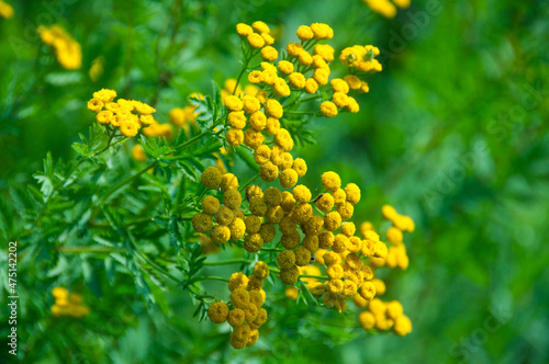 Tansy flowers  Tanacetum vulgare in wild