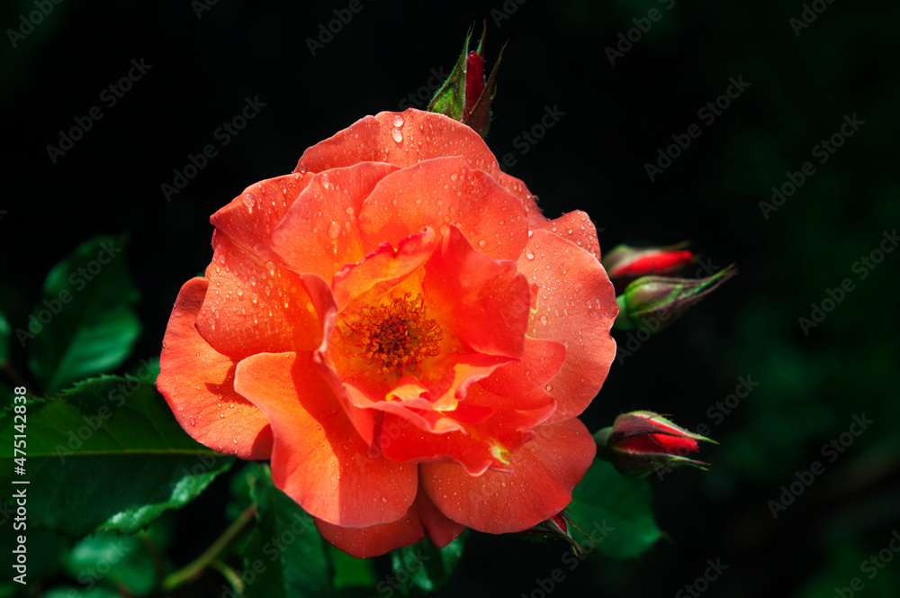 beautiful red open rose, deep green background