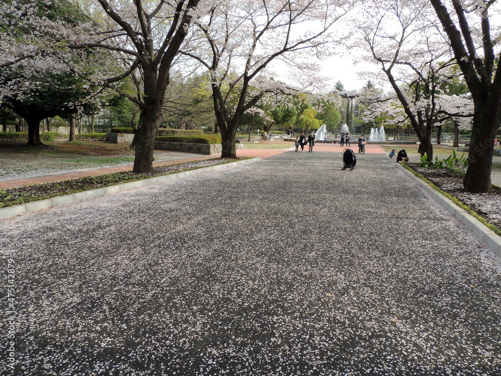 custom made wallpaper toronto digital散った桜