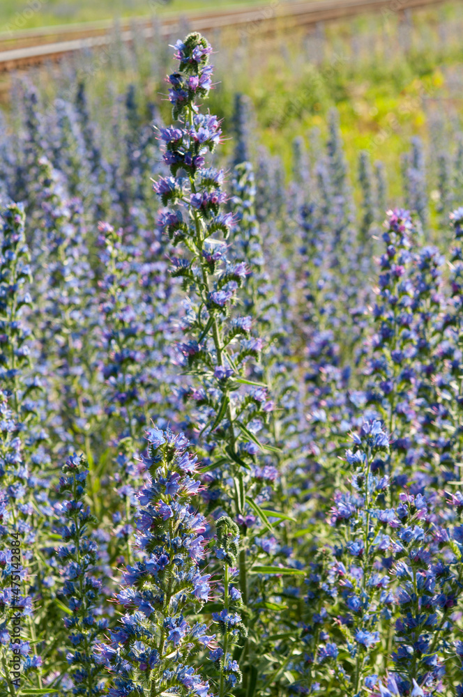 Fototapeta premium thickets of blueweed, Echium vulgare in bloom