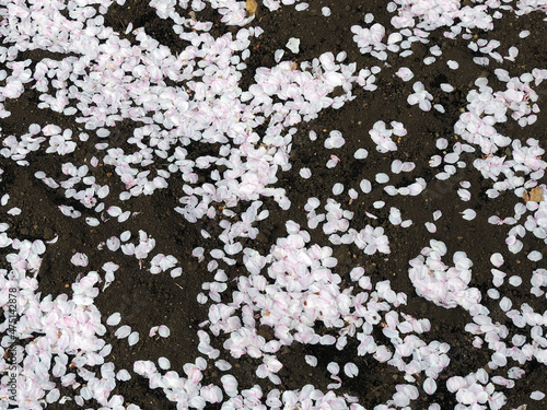 散った桜 © ふわしん