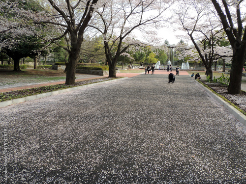 Wallpaper Mural 散った桜 Torontodigital.ca