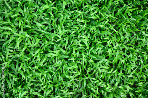 Green Grass for Background Texture