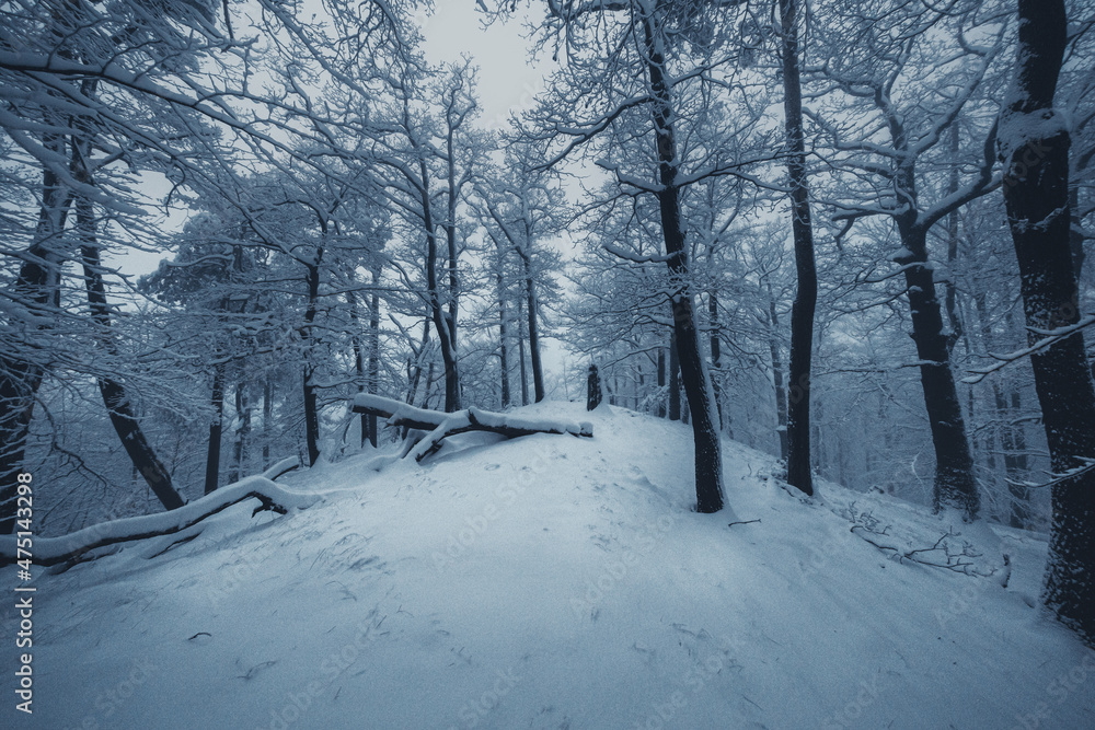 Fototapeta Winterwald