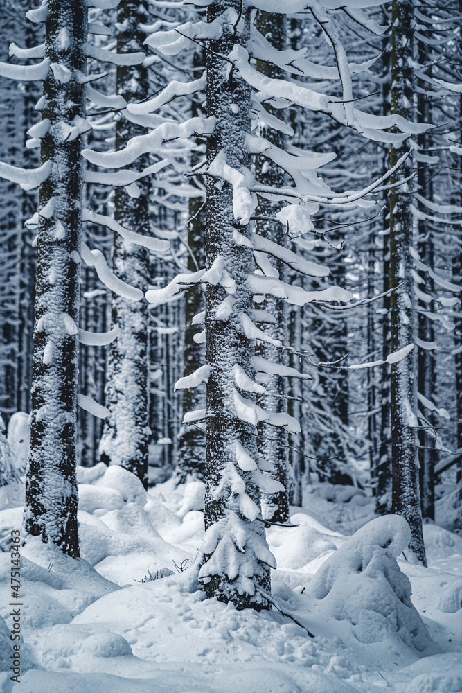 Fototapeta premium verschneite Fichte im Harz